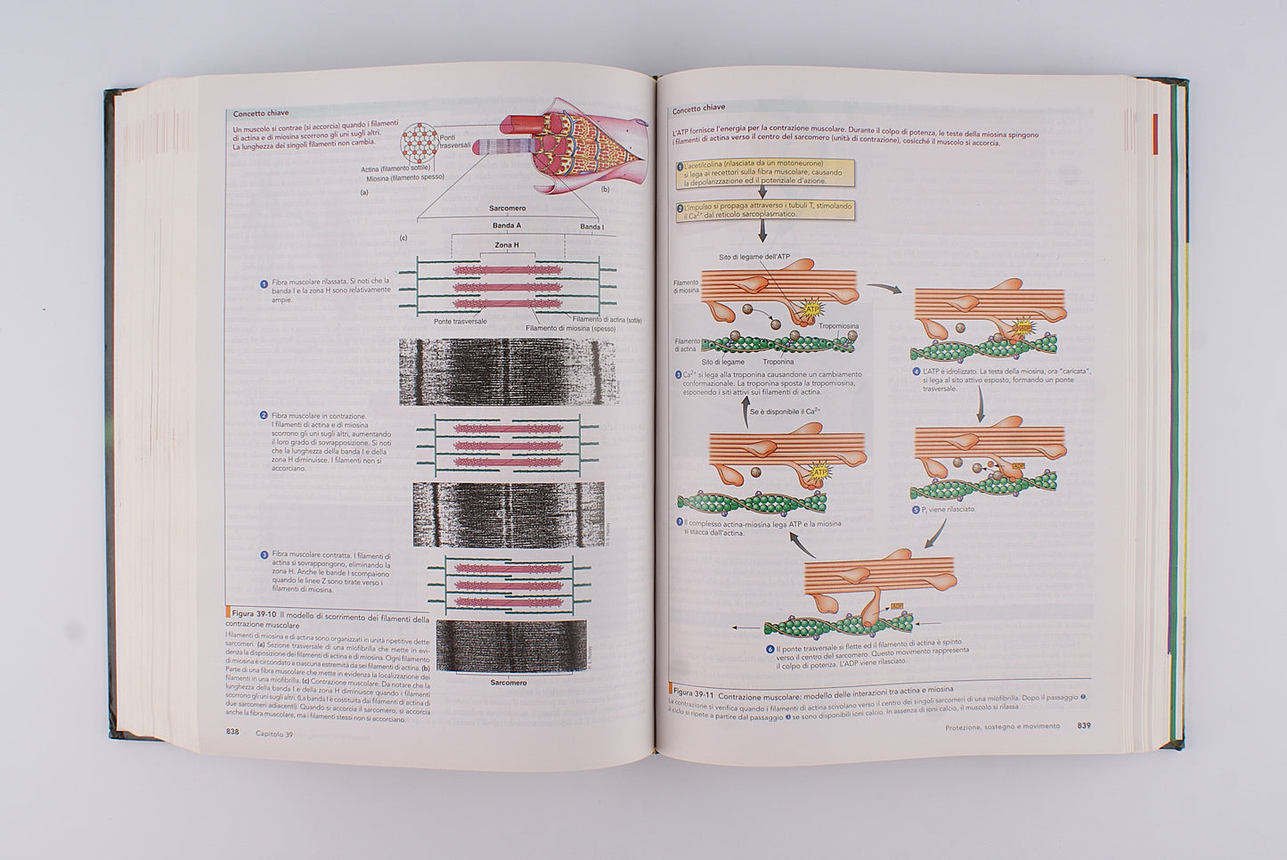 Solomon Berg Martin - Biologia - Edises 2009