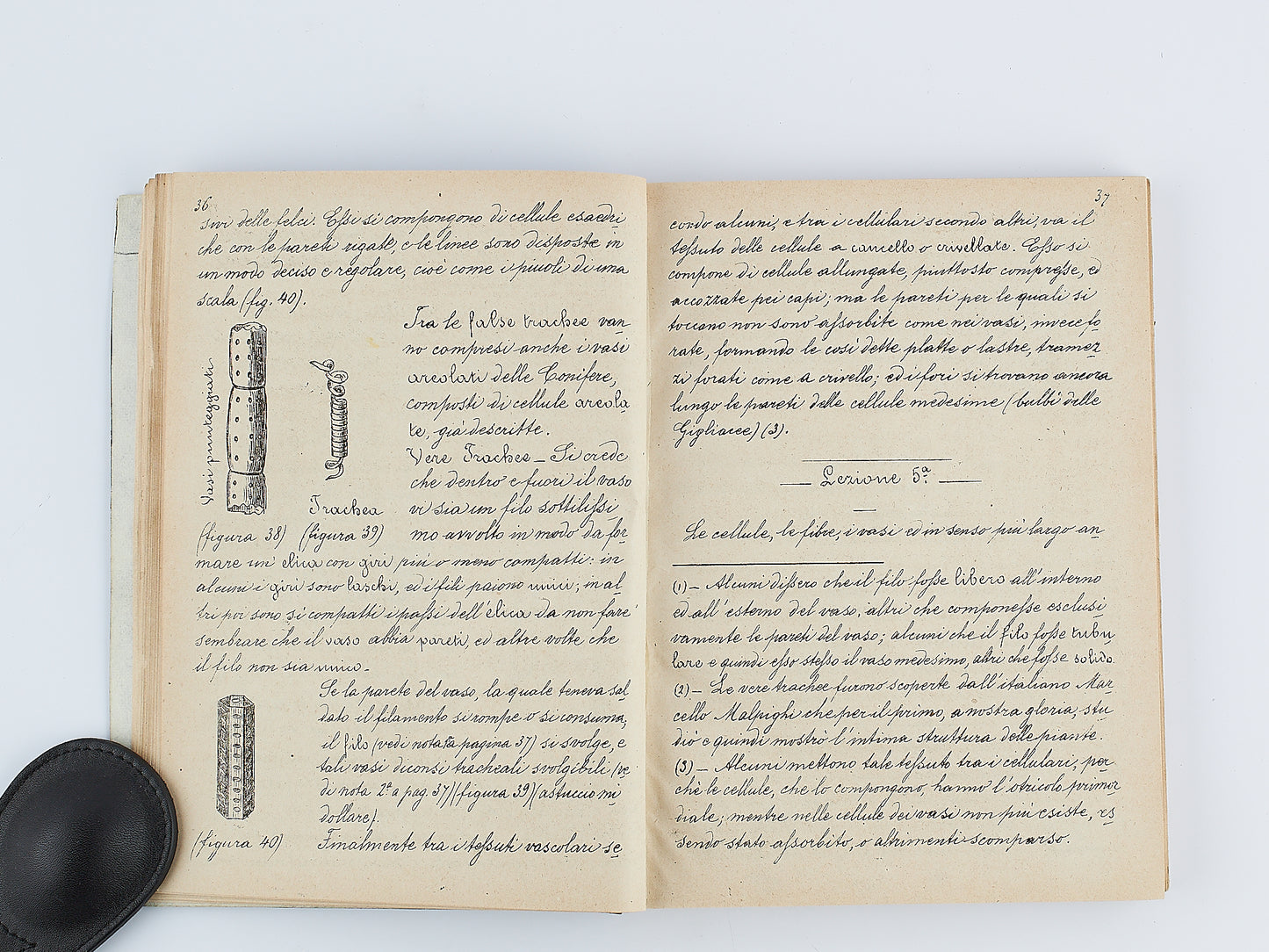 Tommaso Falconi - Lezioni elementari di botanica - Scienze naturali 1876