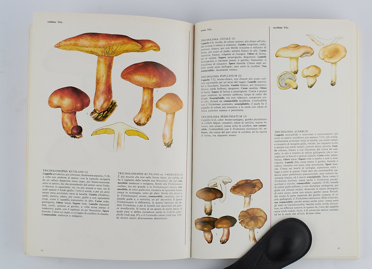 Rinaldi - Tyndalo - Pace - L'Atlante dei funghi - Mondadori 1985 - MOLTO ILLUSTRATO