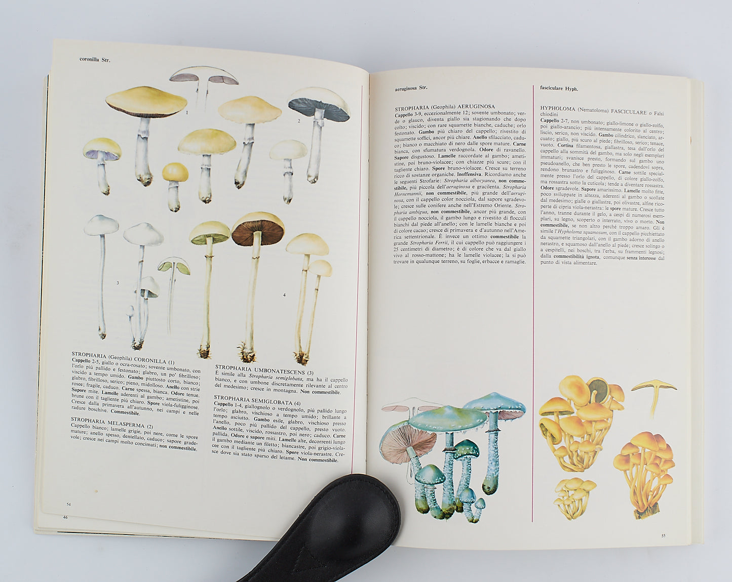 Rinaldi - Tyndalo - Pace - L'Atlante dei funghi - Mondadori 1985 - MOLTO ILLUSTRATO