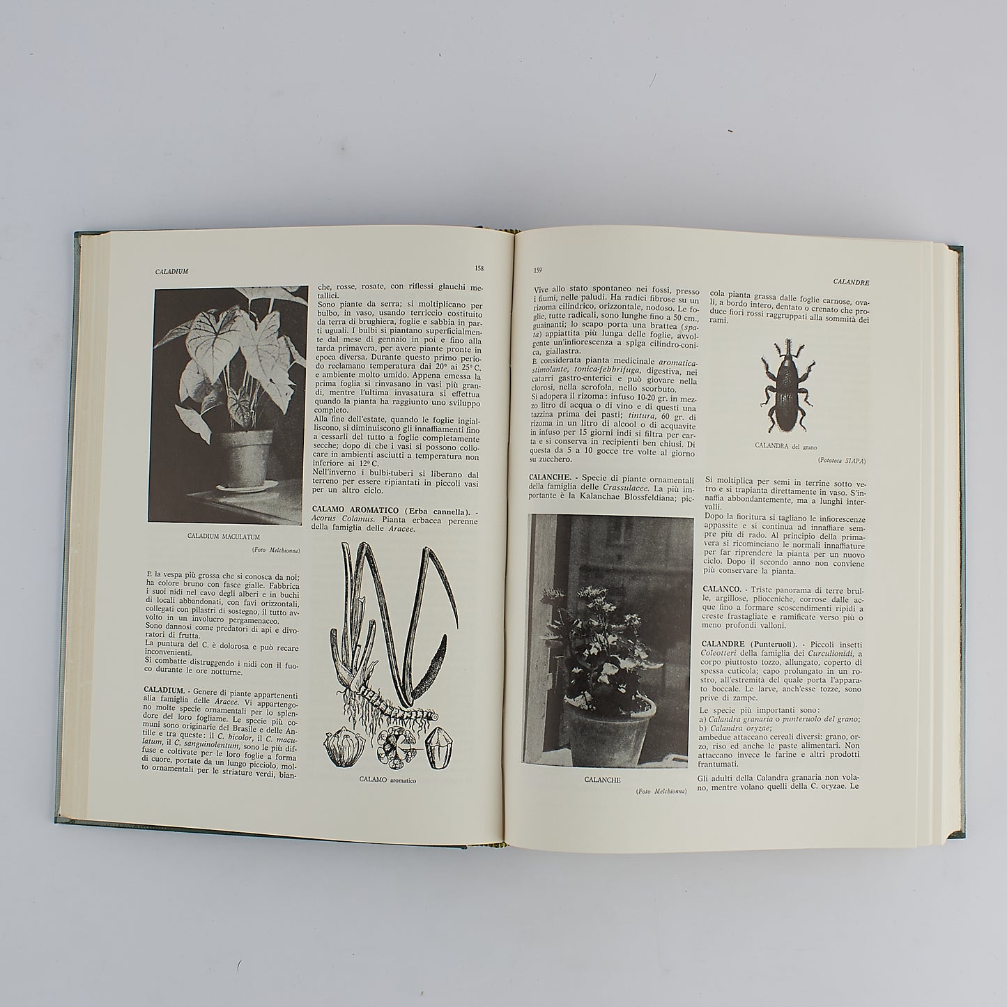 Rocco Melchionna - Dizionario di Agricoltura - Paoline - 1^ Ed 1965 - CON COFANETTO