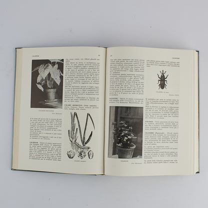 Rocco Melchionna - Dizionario di Agricoltura - Paoline - 1^ Ed 1965 - CON COFANETTO