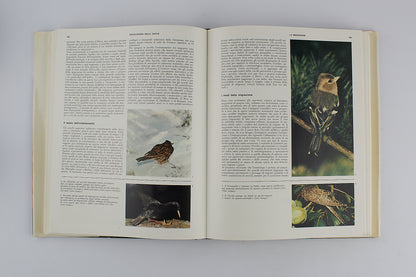 Piero Pieroni - Enciclopedia della caccia - Sadea Sansoni -  1967 - 2 VOLUMI + COFANETTO