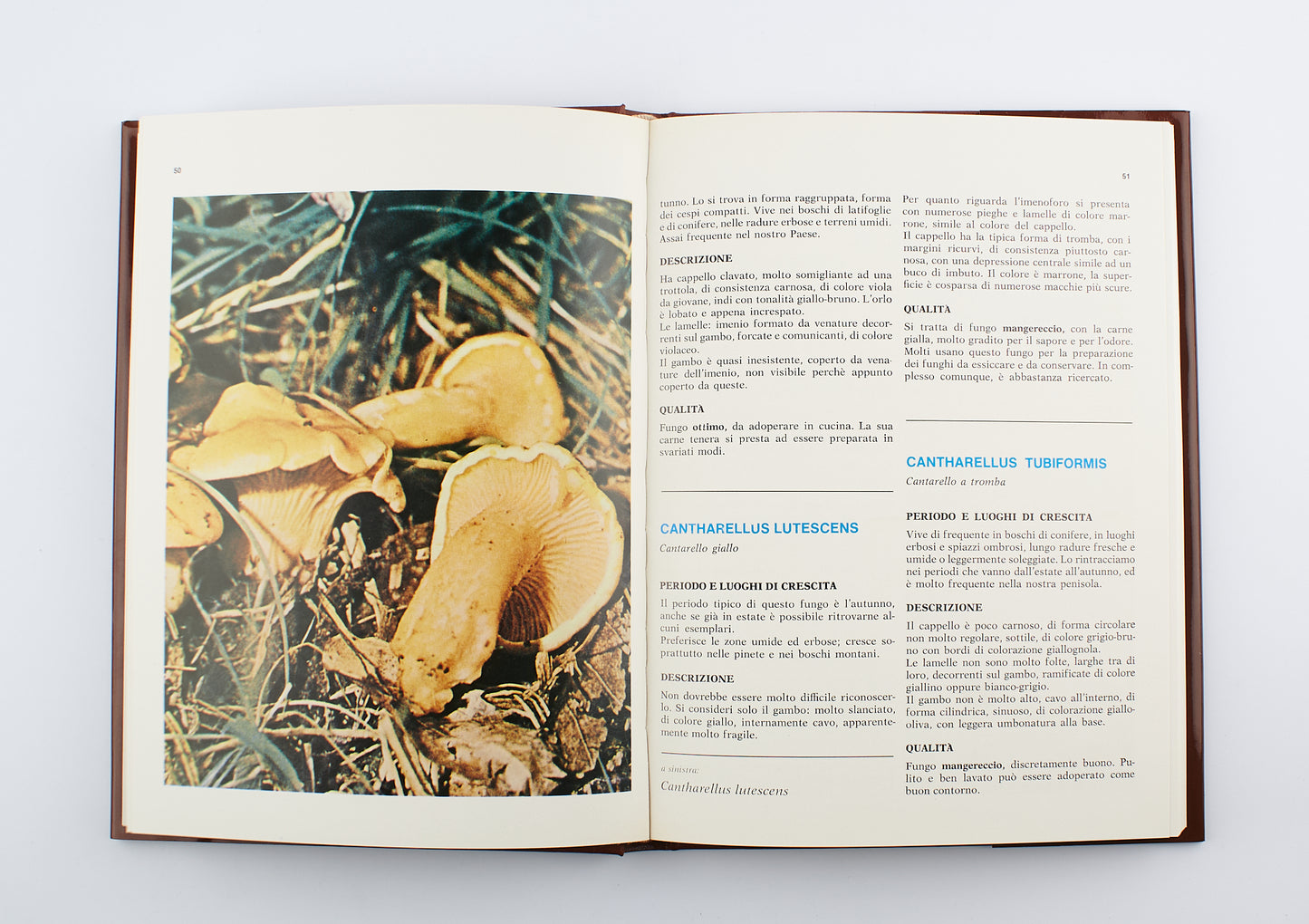 Giuseppe Perna - I funghi, conoscerli e apprezzarli - 1°Ed. Lucio Pugliese editore 1982