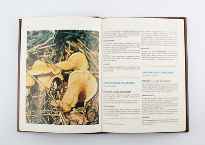Giuseppe Perna - I funghi, conoscerli e apprezzarli - 1°Ed. Lucio Pugliese editore 1982