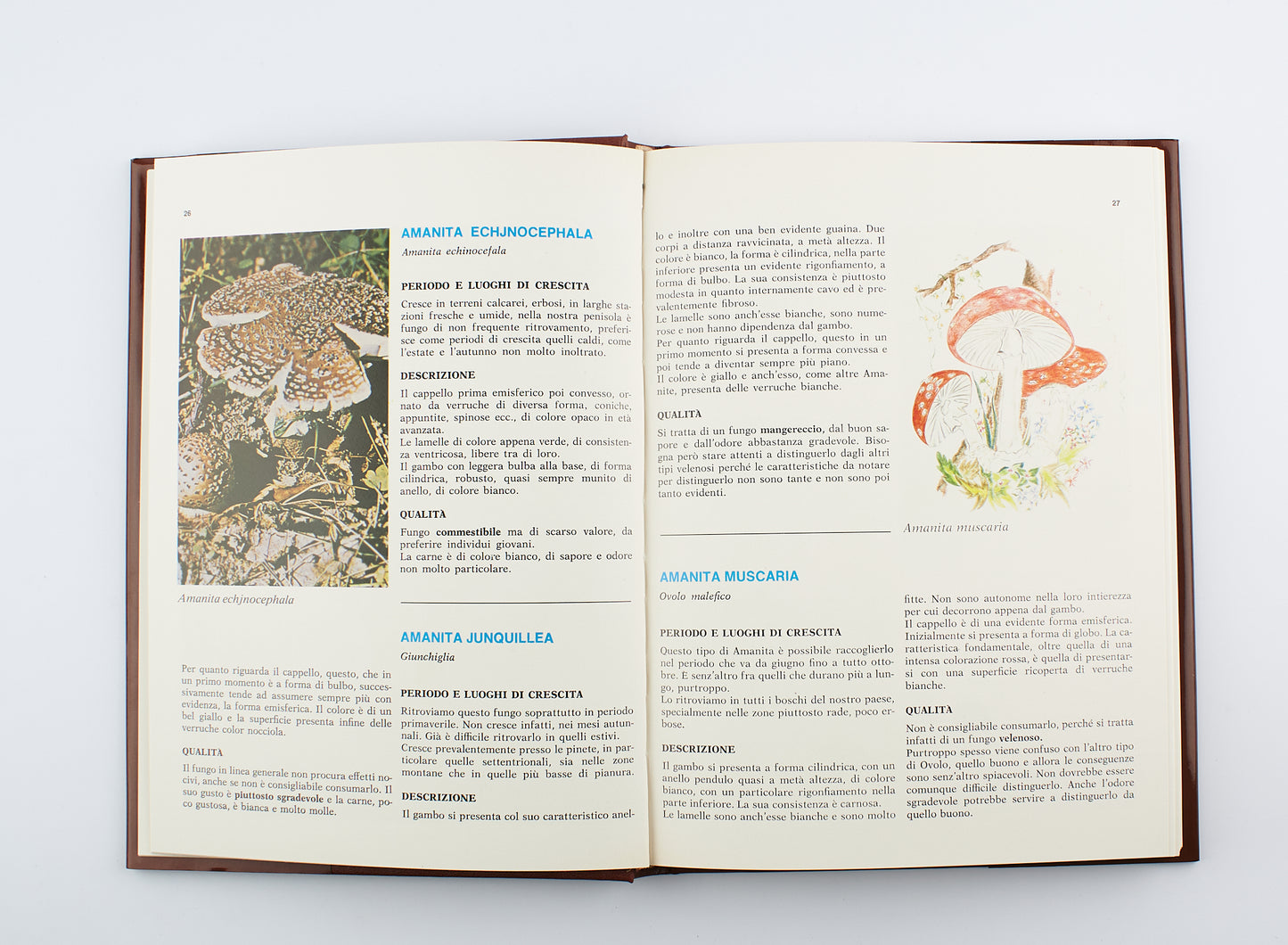 Giuseppe Perna - I funghi, conoscerli e apprezzarli - 1°Ed. Lucio Pugliese editore 1982